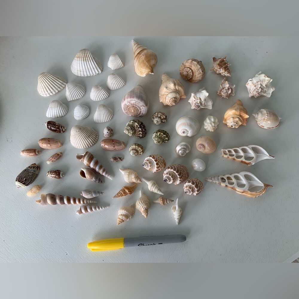 50+ Seashells For Crafting or Decor